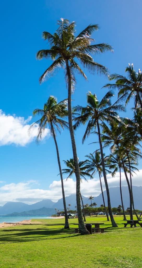 Palm trees at Chinaman's Hat, Oahu